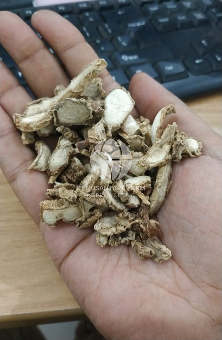 Kaempferia Galanga (Kencur)